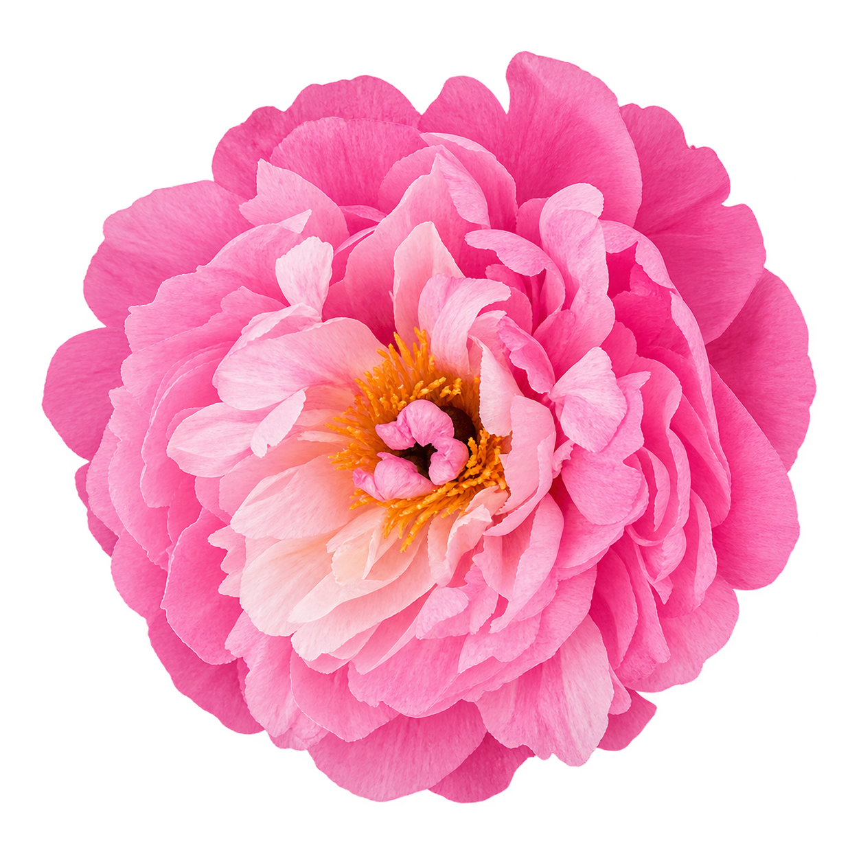 Logo med Pæon blomst
